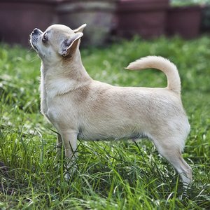 Chihuahua (a pelo corto)