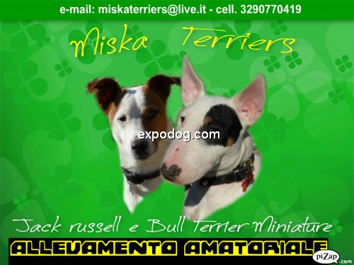 Miska terriers