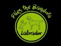 Flies The Bandwa Labradors