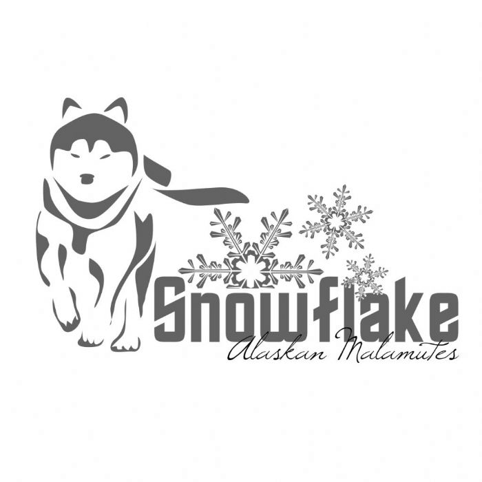 Snowflake  malamutes