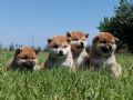 cuccioli di Shiba Inu