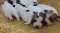 cuccioli di Jack Russell Terrier