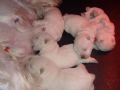cuccioli di West Highland White Terrier