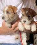 cuccioli di Jack Russell Terrier
