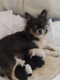 cuccioli di Chihuahua (a pelo lungo)