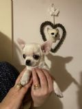 cuccioli di Chihuahua (a pelo corto)