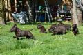 cuccioli di Labrador Retriever