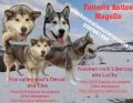 cuccioli di Alaskan Malamute