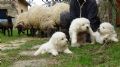 cuccioli di Pastore Maremmano-Abruzzese